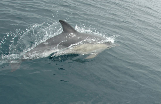 Dauphins en mer.