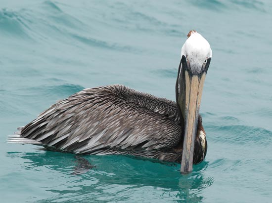 Pelican