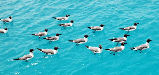 oiseaux roques mouette Americaine