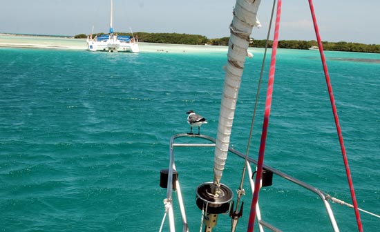 Francisquies los roques