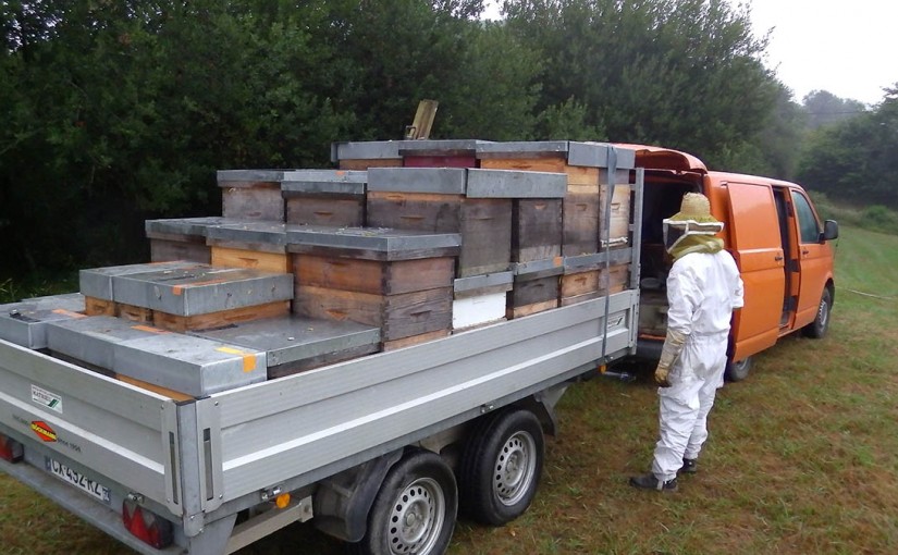 Transhumance des Abeilles vers la bruyère des Landes.